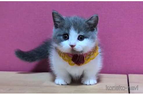 成約済の東京都のマンチカン(短足)-100751の4枚目